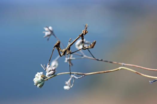 Praying mantis