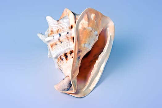 Sea shell