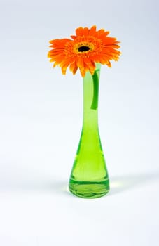 Decorative flower isolated on white