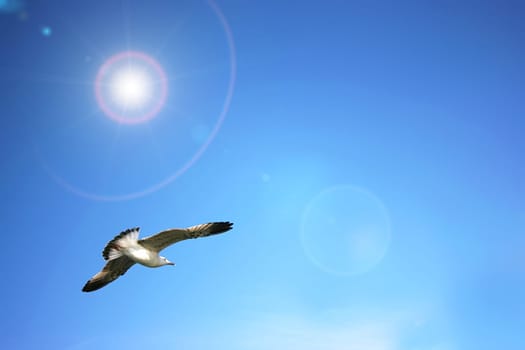 Sea gull