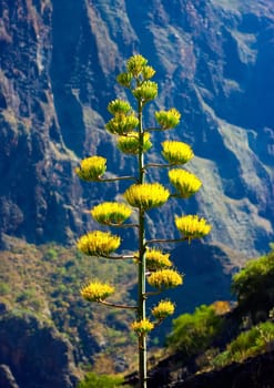 Agave