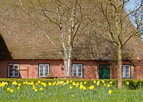 Thatched roof house with daffodils