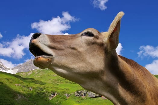 cow on the alpine pasture