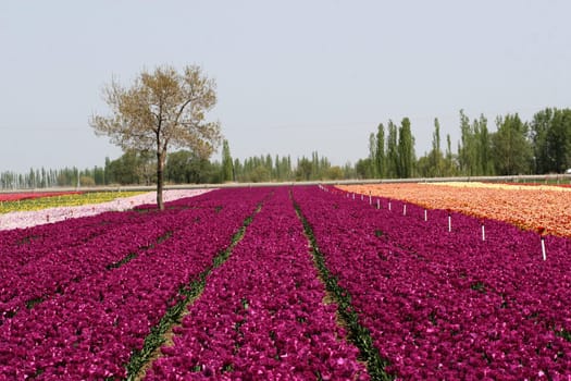 tulips background