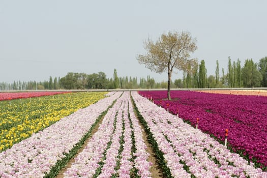 tulips background
