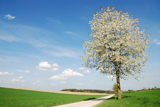 Flowering tree