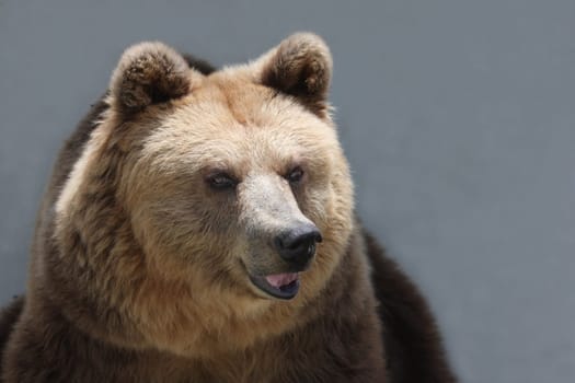 Cuddly Bear
