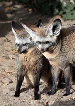 Shoe-eared bats