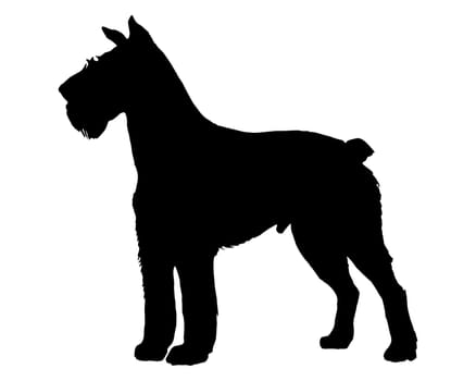 Black silhouette of a giant schnauzer