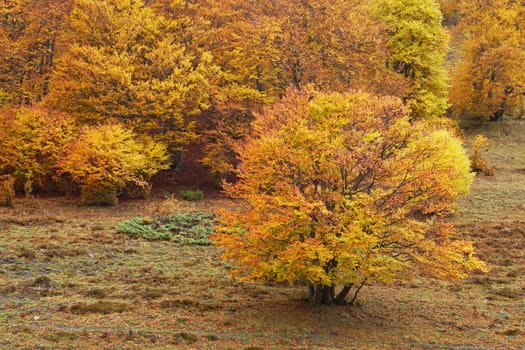 Autumn colors in the forest
