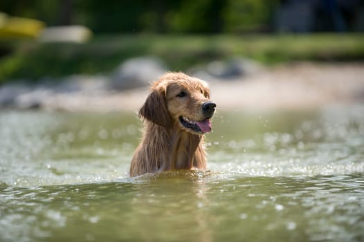 Dog stands in lake