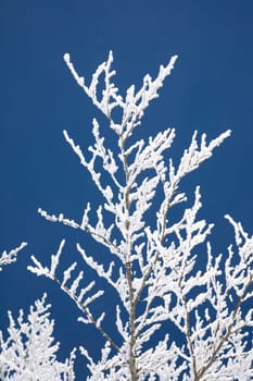 Hoarfrost