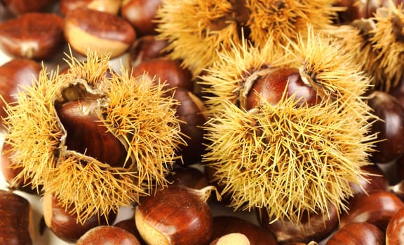 chestnut background