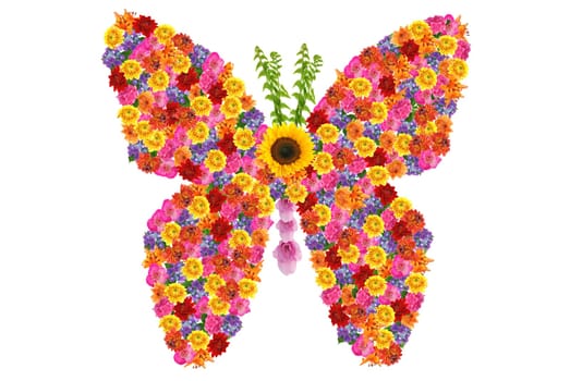 colorful butterfly