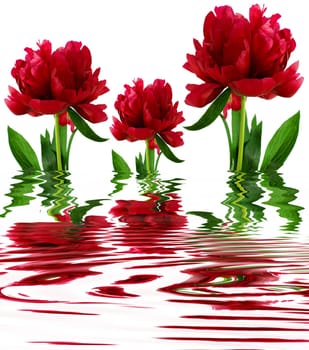Peony endoscopy