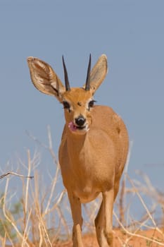 Steenbok feeding