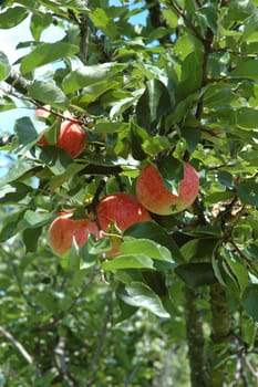 Apple tree