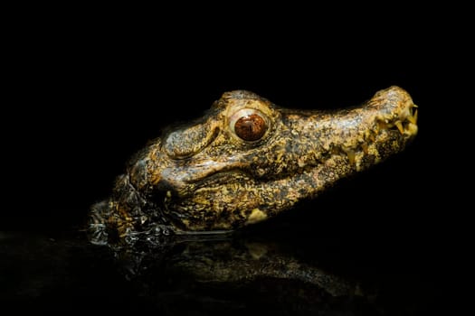 Reptiles wd314