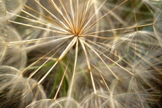 dandelion plant