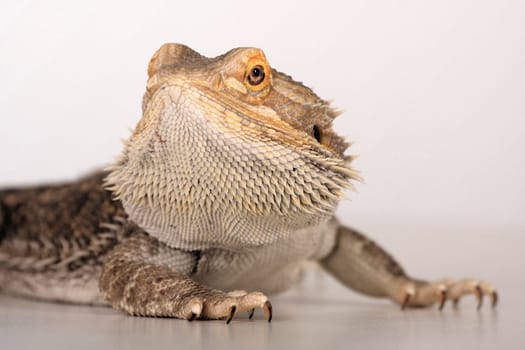 Bearded dragon