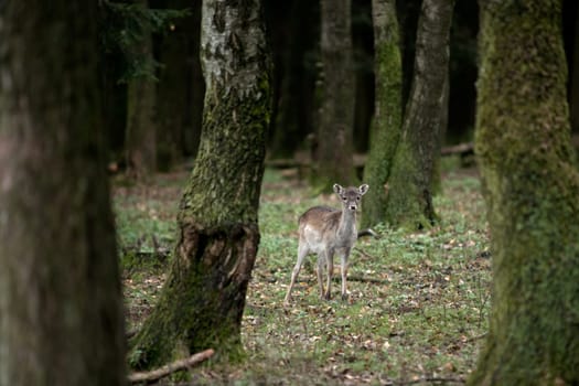 Deer in the forest
