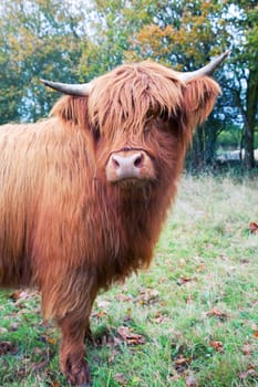 Highland cow