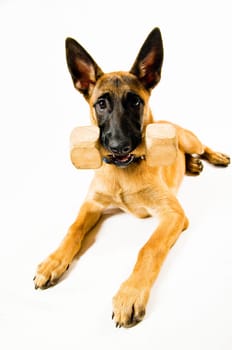 Malinois during retrieving exercise