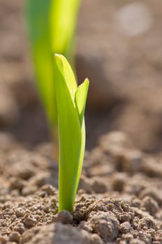 Corn plants backlit