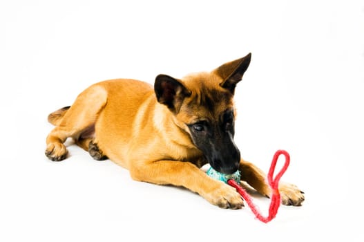 Malinois puppy with toy