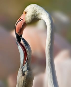 Flamingo mother feeds her offspring