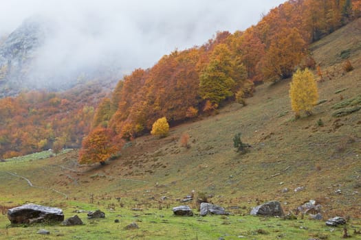 Autumn colors