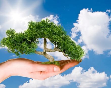 Hand holding tree