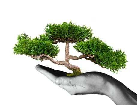 Hand holding tree