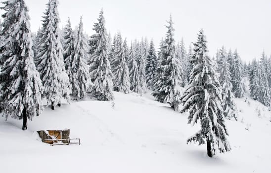 Snowy pines