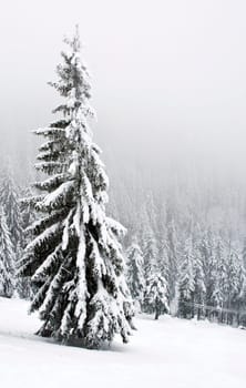 Snowy pines