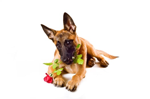 Malinois puppy,against white background,lying with red rose