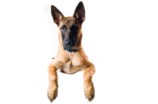 Malinois puppy against white background