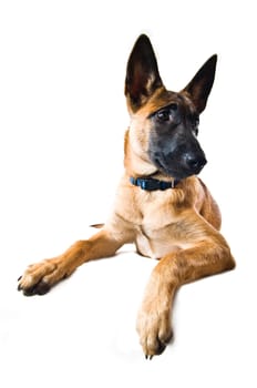 Malinois puppy against white background