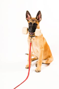 Dog Training,Retrieving