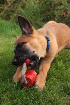 Malinois puppy,on lawn with toy