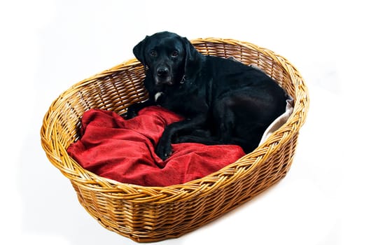 Labrador mix in basket with red cushion
