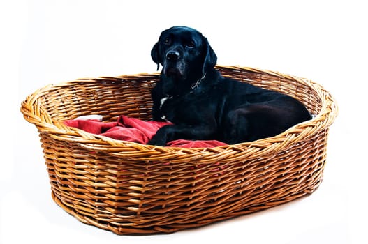 Labrador in basket on red pillow
