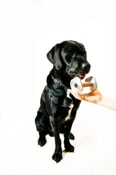 Labrador mix during retrieval exercise with metal fetch