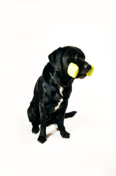 Labrador mix at fetch exercise