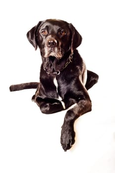 Labrador mix,lying down