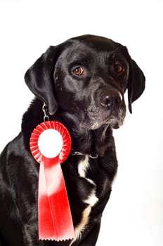 Labrador mix