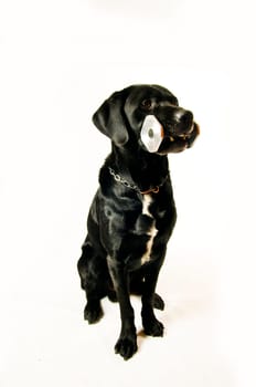 Labrador mix at fetch exercise