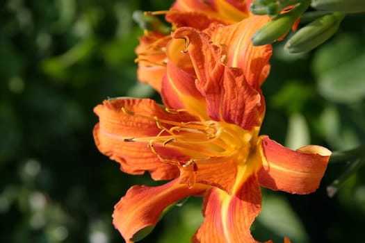 Canna- Indica