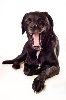 Labrador mix,lying down