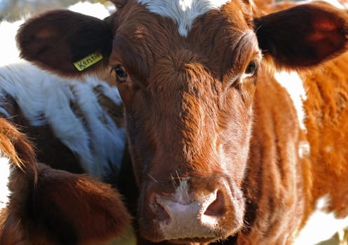 Cow Portrait